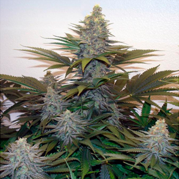 Автоцветущие регулярные сорта конопли Автоцветущие регулярные сорта конопли