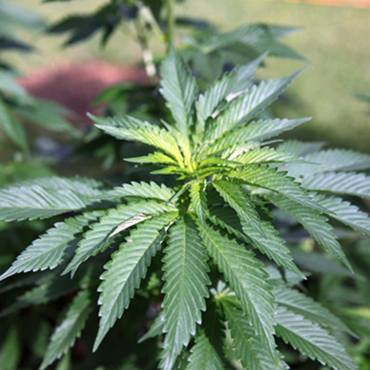 Cannabis Seeds of Indica Strains from GanjaSeeds Cannabis Seeds of Indica Strains from GanjaSeeds