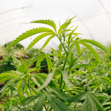 Cannabis Seeds of the Feminized Strains from GanjaSeeds