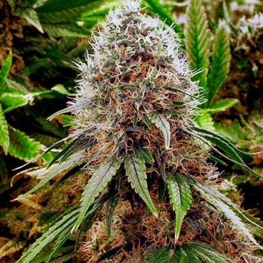 Cannabis Seeds of Strains that Won Cups and Competitions Cannabis Seeds of Strains that Won Cups and Competitions