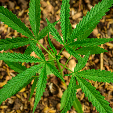 Cannabis Seeds of Sativa Strains from GanjaSeeds Cannabis Seeds of Sativa Strains from GanjaSeeds