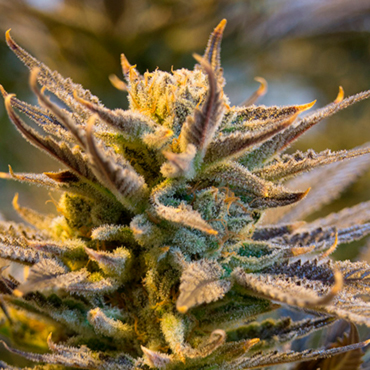 Cannabis Seeds of Potent Strains from GanjaSeeds Cannabis Seeds of Potent Strains from GanjaSeeds