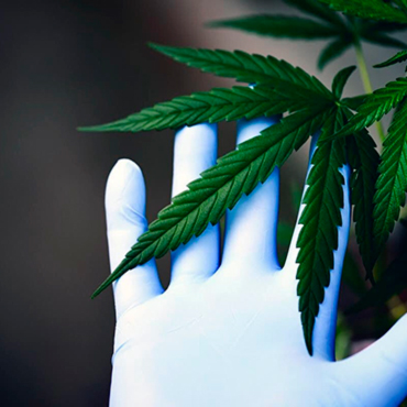 Medical Cannabis Seeds from GanjaSeeds