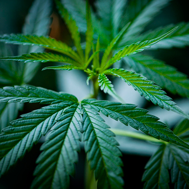 Cannabis Seeds of the Feminized Strains from GanjaSeeds