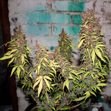 Cannabis Seeds of Low Strains from GanjaSeeds Cannabis Seeds of Low Strains from GanjaSeeds