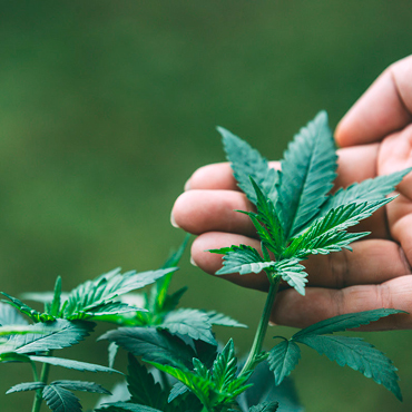 Buy Cannabis Seeds for Beginners at the GanjaSeeds E-shop Buy Cannabis Seeds for Beginners at the GanjaSeeds E-shop