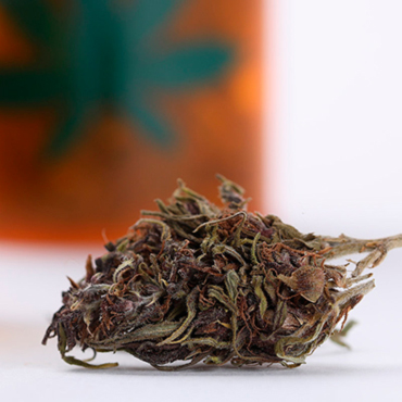 Семена конопли регулярных сортов Семена конопли регулярных сортов