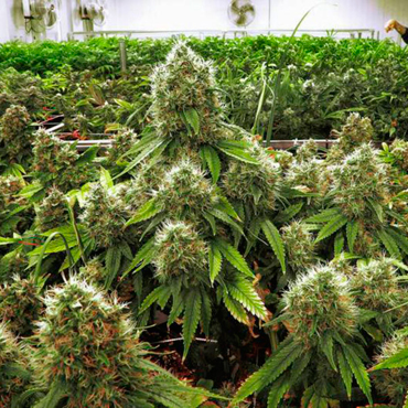 Cannabis Seeds of Strains that Won Cups and Competitions Cannabis Seeds of Strains that Won Cups and Competitions