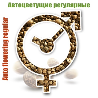 автоцветущие регулярные семена автоцветущие регулярные семена