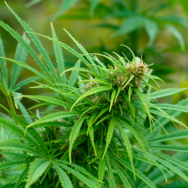 Cannabis Seeds of Sativa Strains from GanjaSeeds Cannabis Seeds of Sativa Strains from GanjaSeeds