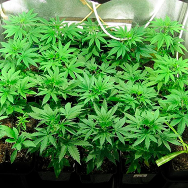 Cannabis Seeds of Indica Strains from GanjaSeeds Cannabis Seeds of Indica Strains from GanjaSeeds