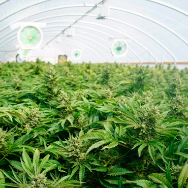 Buy Cannabis Seeds for Beginners at the GanjaSeeds E-shop