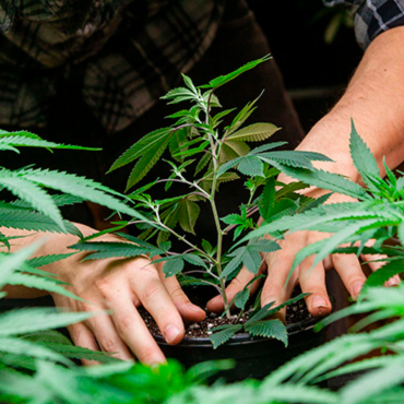 Семена конопли регулярных сортов Семена конопли регулярных сортов