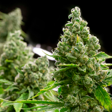 Cannabis Seeds of Potent Strains from GanjaSeeds Cannabis Seeds of Potent Strains from GanjaSeeds