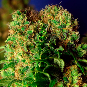 Medical Cannabis Seeds from GanjaSeeds