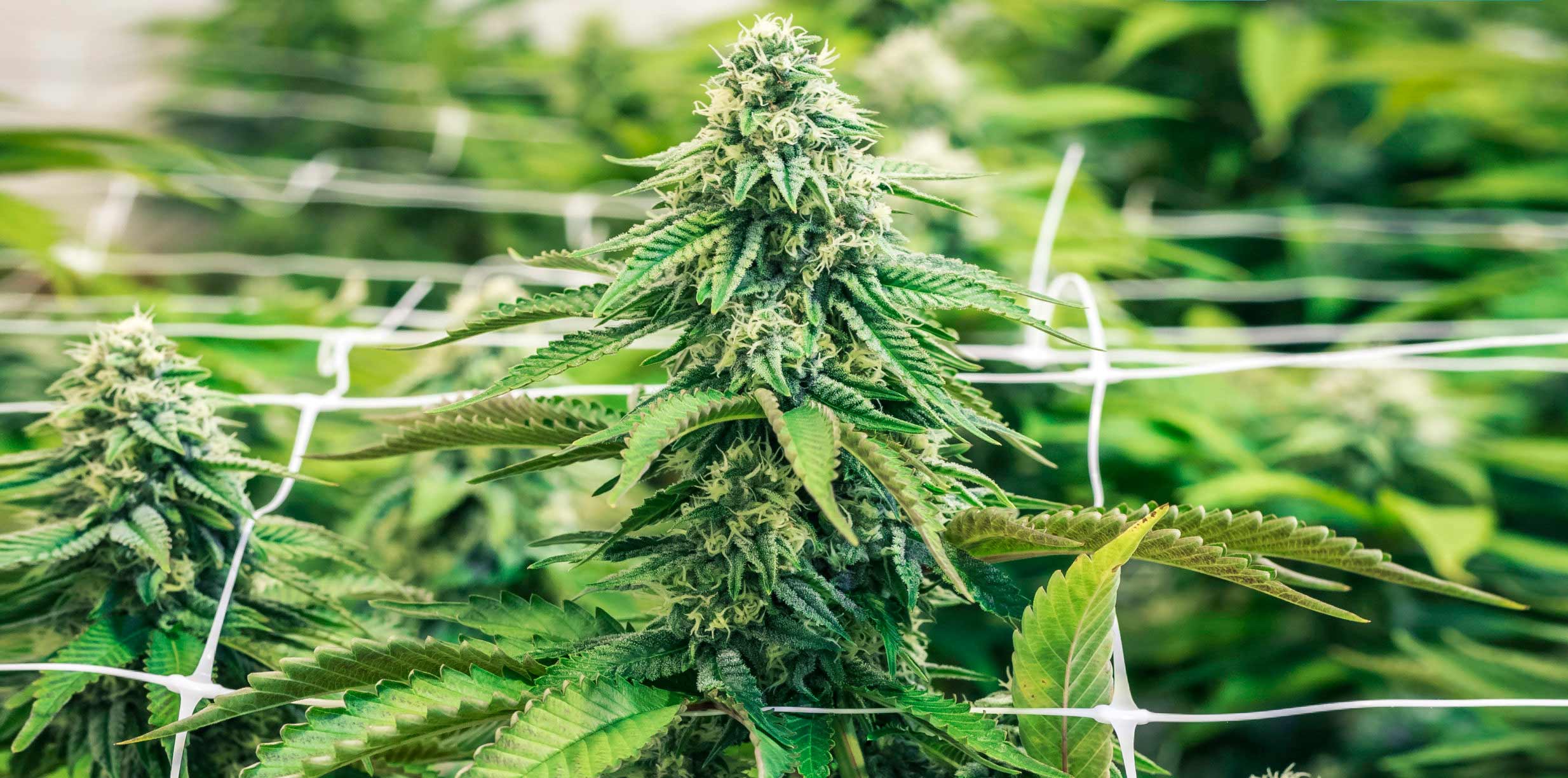 ScrOG (Screen of Green)