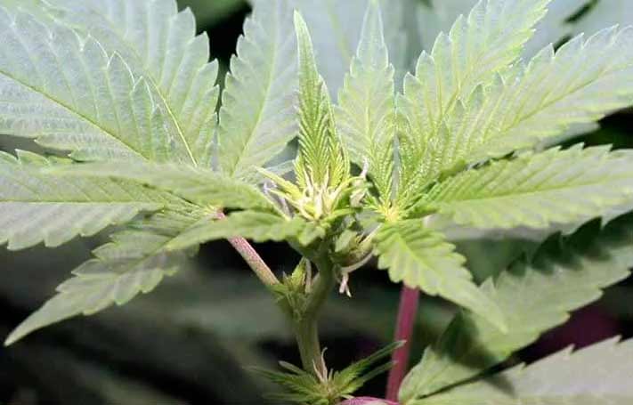 Pre-Flowering and Transition Stage