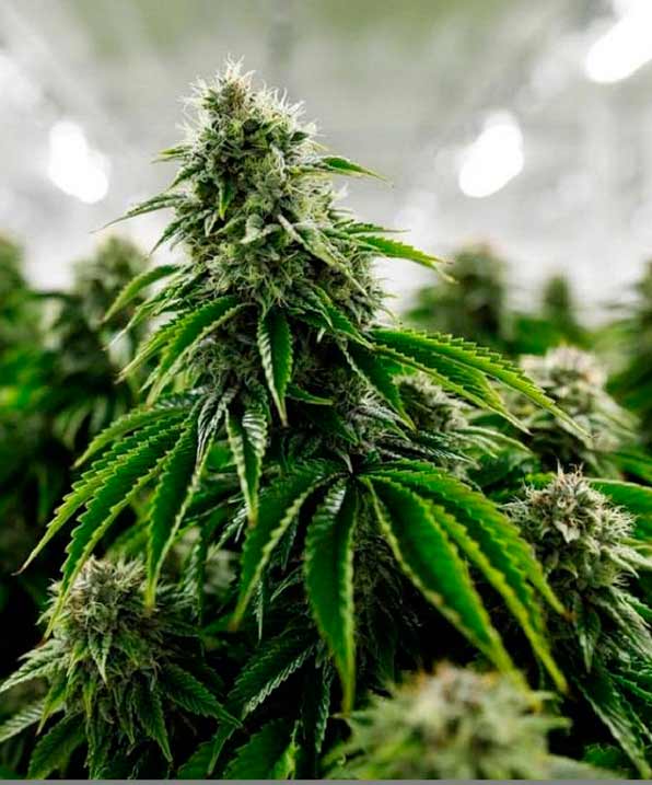 How long does it take for cannabis to grow?