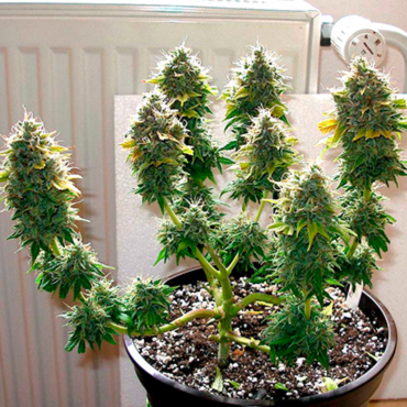 Cannabis Seeds of Low Strains from GanjaSeeds Cannabis Seeds of Low Strains from GanjaSeeds