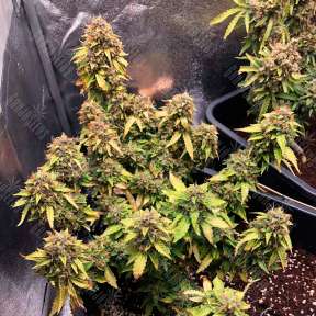 Auto Royal Bluematic feminised Ganja Seeds