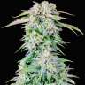 Семена Auto Royal Bluematic feminised Ganja Seeds заказать Семена Auto Royal Bluematic feminised Ganja Seeds заказать