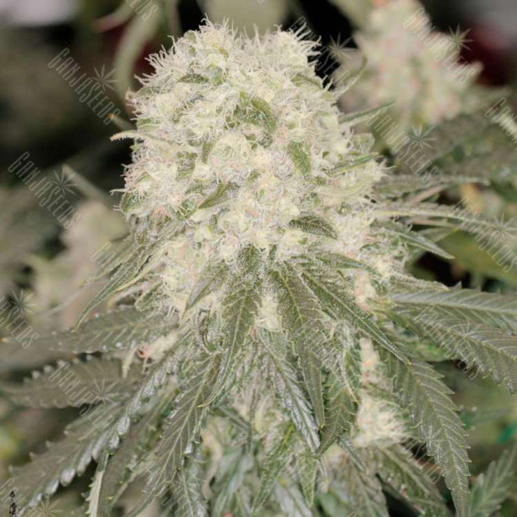 Bad Azz Kush feminised Ganja Seeds Bad Azz Kush feminised Ganja Seeds