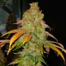 Bad Azz Kush feminised Ganja Seeds Bad Azz Kush feminised Ganja Seeds
