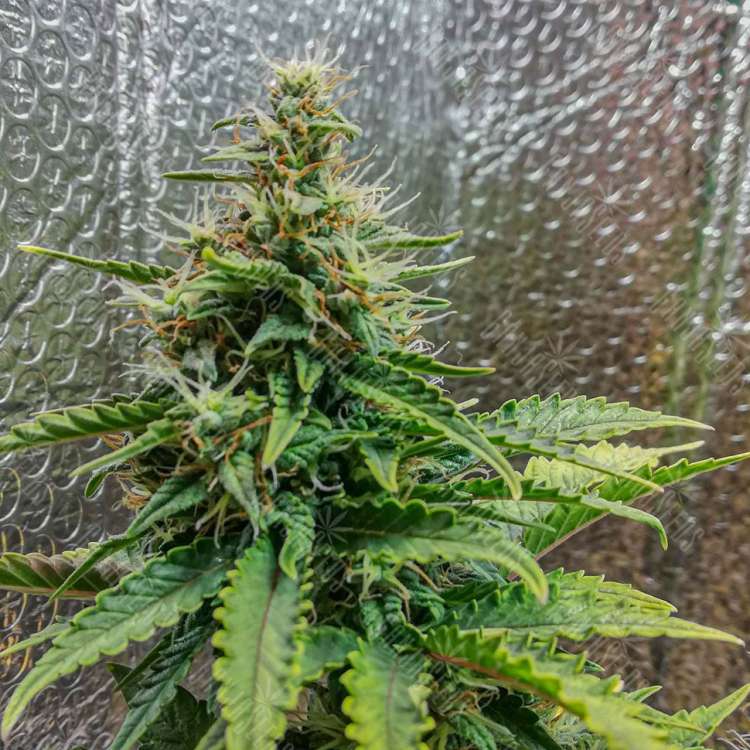 Автоцветущие сорта конопли Auto Royal AK feminised Ganja Seeds Автоцветущие сорта конопли Auto Royal AK feminised Ganja Seeds