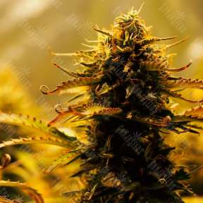 Jack 47 feminised Ganja Seeds Fast Version