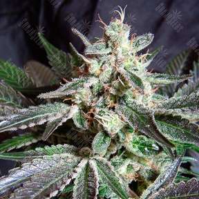 Black Jack feminised Ganja Seeds Fast Version