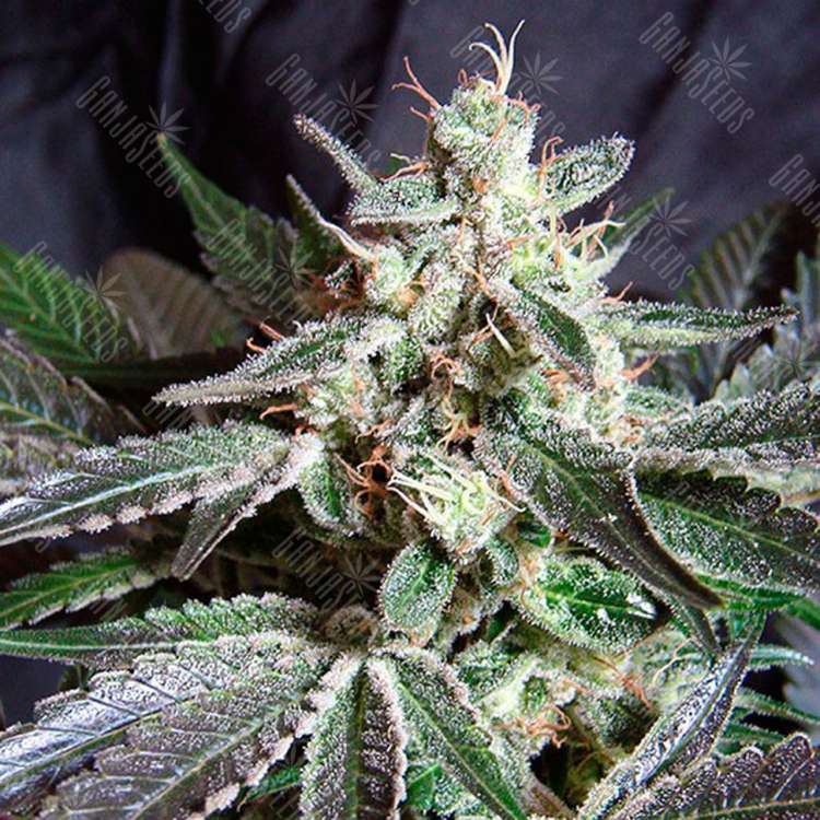 Семена марихуаны Black Jack feminised Ganja Seeds Fast Version Семена марихуаны Black Jack feminised Ganja Seeds Fast Version