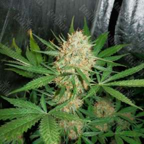 Auto White Widow feminised Ganja Seeds