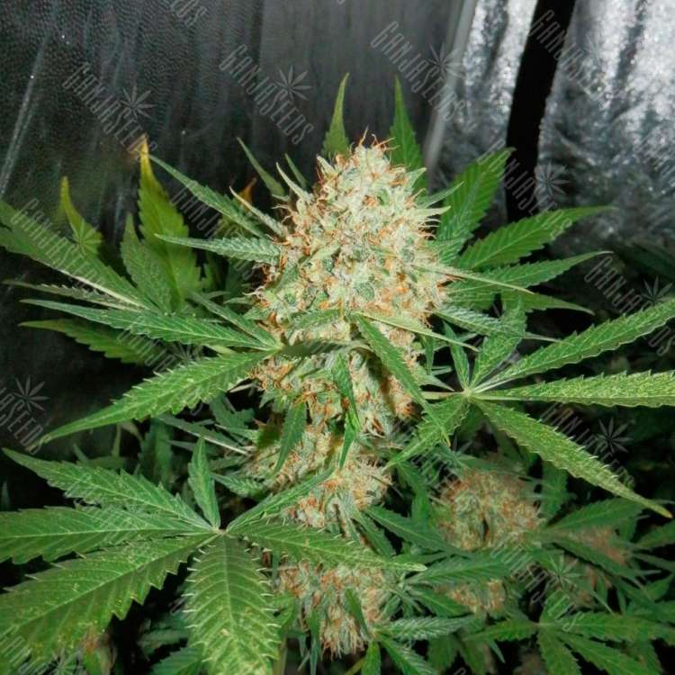 купить семена конопли Auto White Widow feminised купить семена конопли Auto White Widow feminised