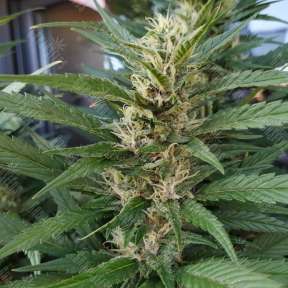 S.A.D. (Sweet Afgani Delicious) feminised Ganja Seeds Fast Version