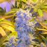 заказ семян конопли Auto Northern Lights feminised заказ семян конопли Auto Northern Lights feminised