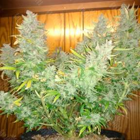 Auto Northern Lights feminised Ganja Seeds