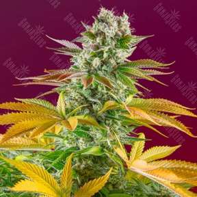 Gorilla Girl feminised Ganja Seeds Fast Version
