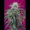 Купить лучшие семена Gorilla Girl feminised Fast Version Купить лучшие семена Gorilla Girl feminised Fast Version