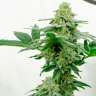 Недорогие семена конопли Kerosene Krash feminised Ganja Seeds Недорогие семена конопли Kerosene Krash feminised Ganja Seeds