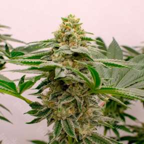 Kerosene Krash feminised Ganja Seeds