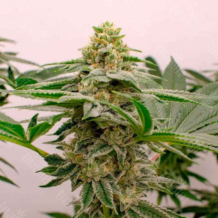 Семена конопли Kerosene Krash feminised Ganja Seeds Семена конопли Kerosene Krash feminised Ganja Seeds