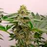 Семена конопли Kerosene Krash feminised Ganja Seeds Семена конопли Kerosene Krash feminised Ganja Seeds
