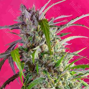 Indigo Berry Kush feminised Ganja Seeds