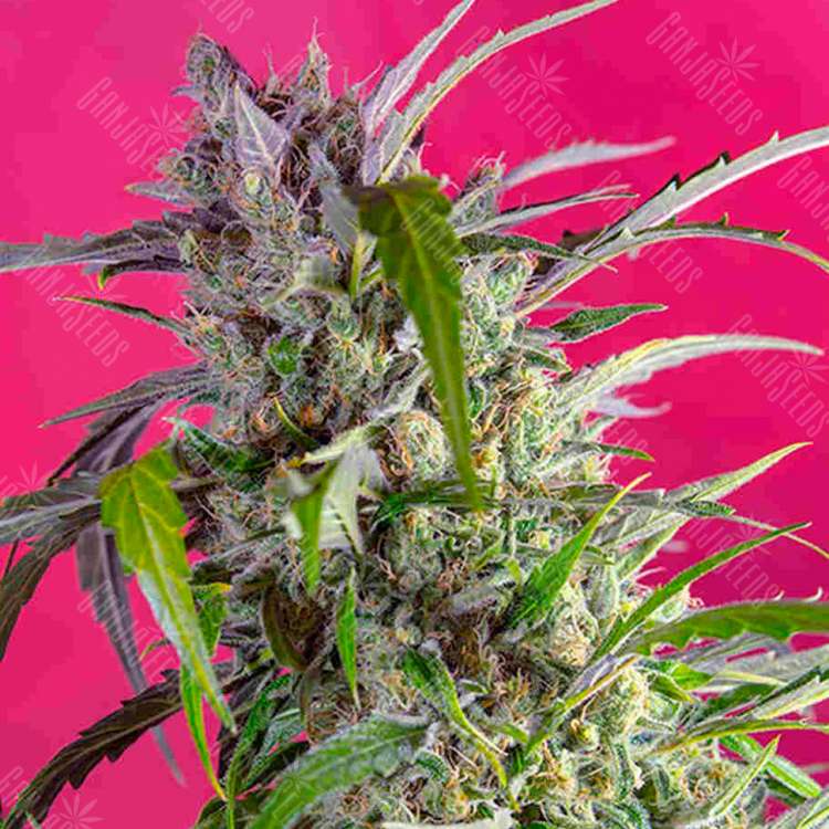 Семена марихуаны Indigo Berry Kush feminised GanjaSeeds Семена марихуаны Indigo Berry Kush feminised GanjaSeeds