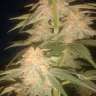 Семки Green Poison feminised Ganja Seeds недорого Семки Green Poison feminised Ganja Seeds недорого