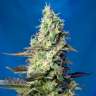 Семки Green Poison feminised Ganja Seeds в интернет магазине Семки Green Poison feminised Ganja Seeds в интернет магазине