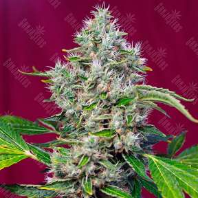 San Fernando Lemon Kush feminised Ganja Seeds