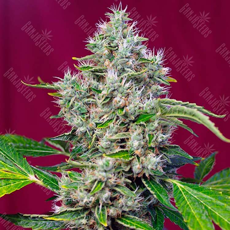 Семена конопли San Fernando Lemon Kush feminised Ganja Seeds Семена конопли San Fernando Lemon Kush feminised Ganja Seeds