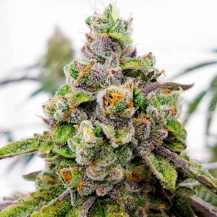 Семена конопли Do-Sweet-Dos feminised Ganja Seeds купить Семена конопли Do-Sweet-Dos feminised Ganja Seeds купить