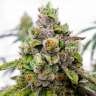 Семена конопли Do-Sweet-Dos feminised Ganja Seeds купить Семена конопли Do-Sweet-Dos feminised Ganja Seeds купить